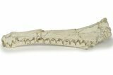 Impressive Fossil Dyrosaurus Rostrum - Morocco #227168-6